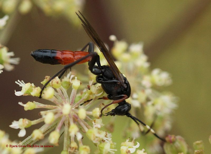 Probolus culpatorius (Probolus culpatorius)