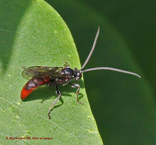 Coelichneumon castaniventris (Coelichneumon castaniventris)
