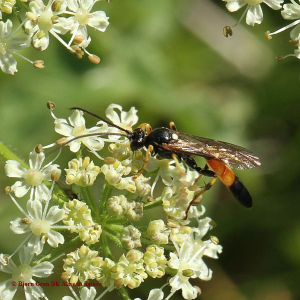 Ichneumon insidiosus (Ichneumon insidiosus)