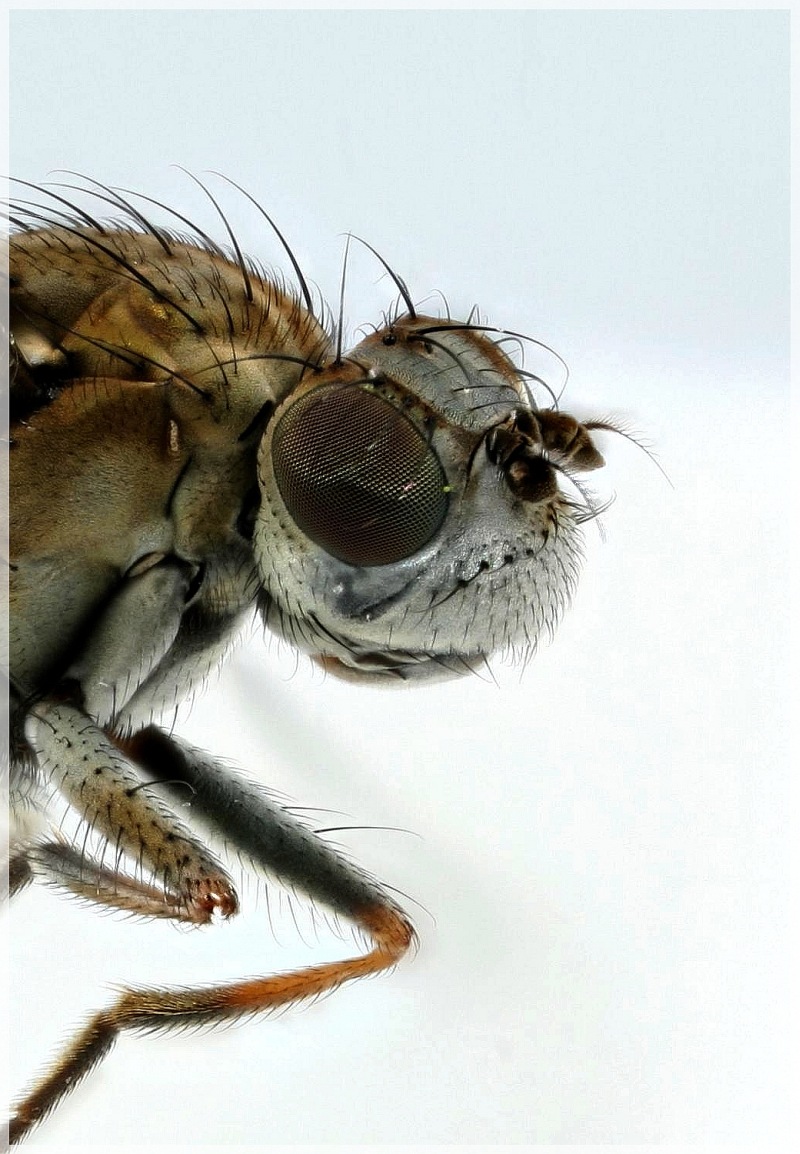 Ephydra riparia (Ephydra riparia)