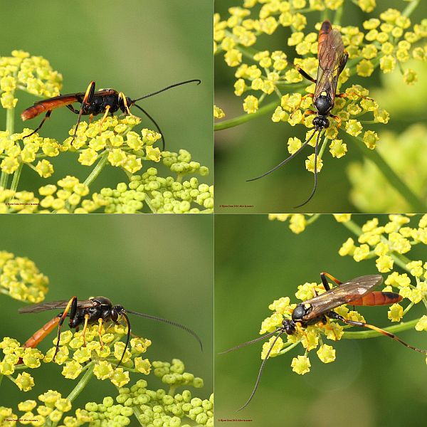 Protichneumon similatorius (Protichneumon similatorius)