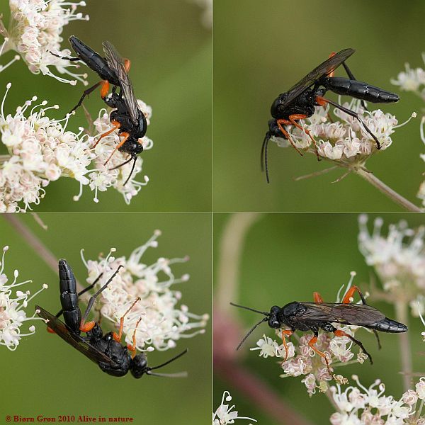 Pseudoamblyteles homocerus (Pseudoamblyteles homocerus)