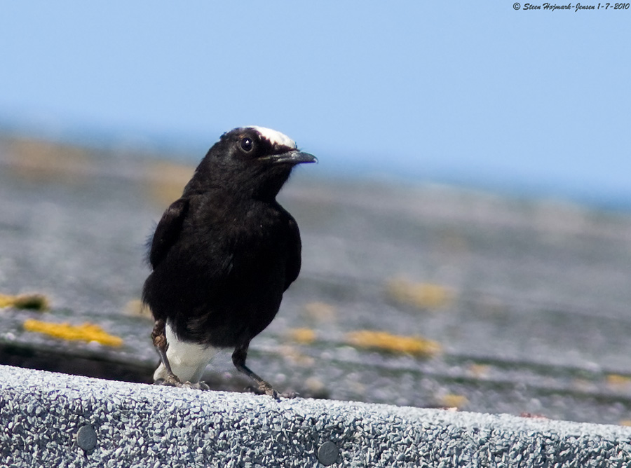 Hvidkronet Stenpikker (Oenanthe leucopyga)