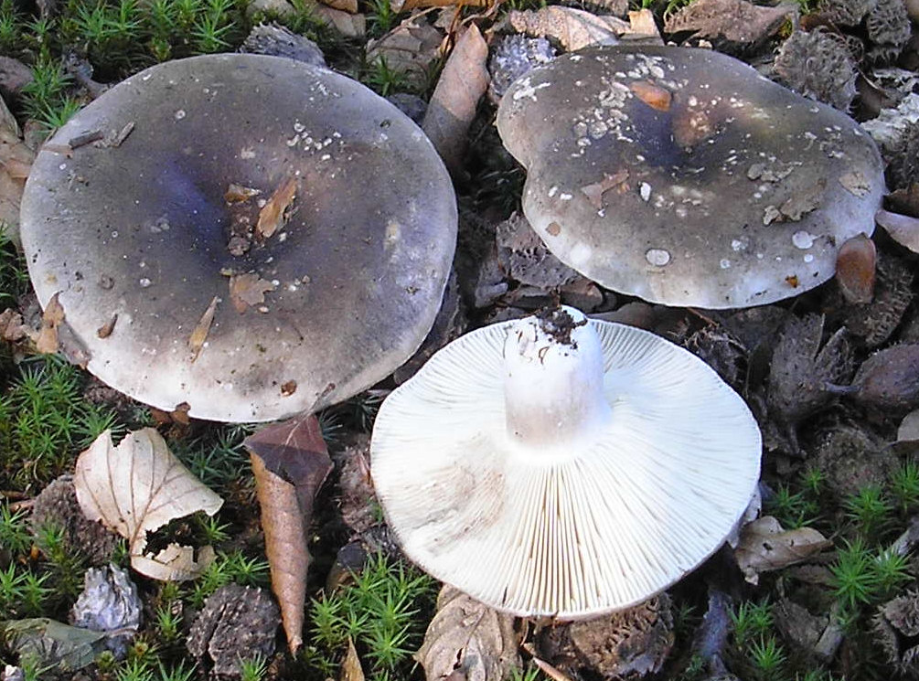 Tætbladet Skørhat (Russula densifolia)