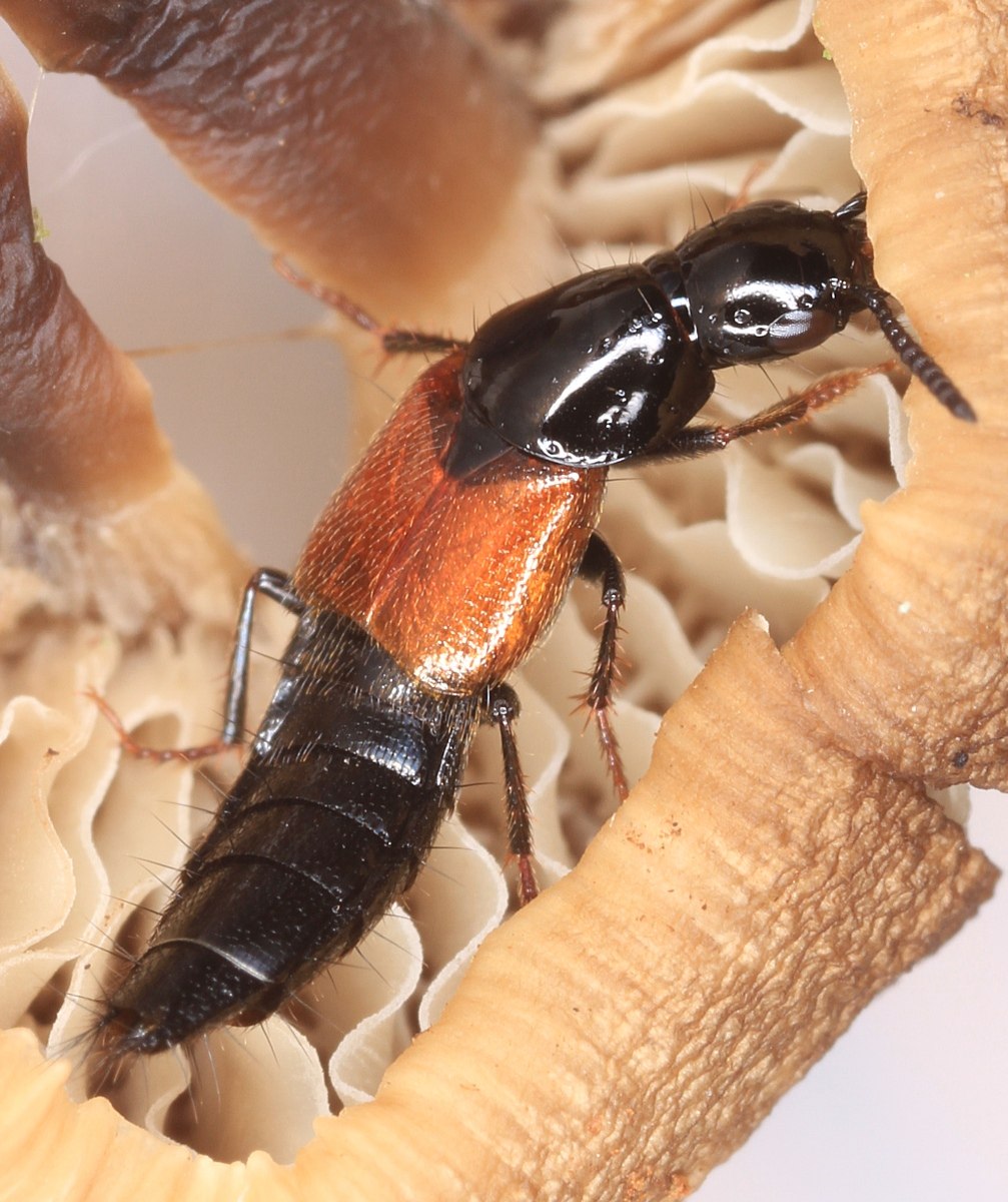 Quedius puncticollis (Quedius puncticollis)