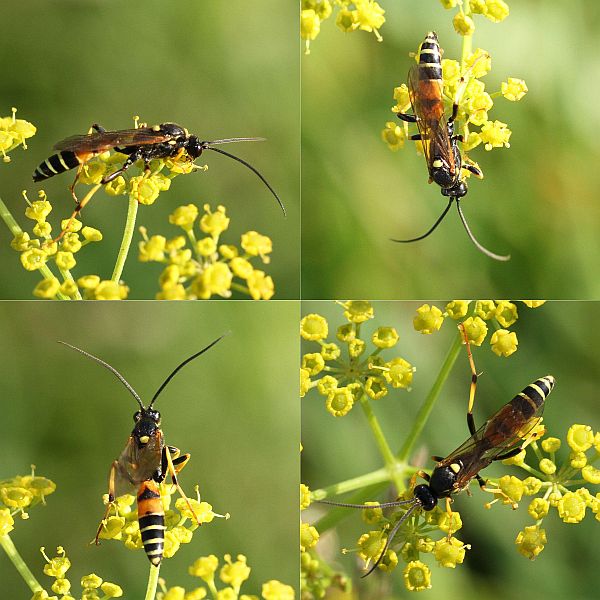 Spilichneumon occisorius (Spilichneumon occisorius)