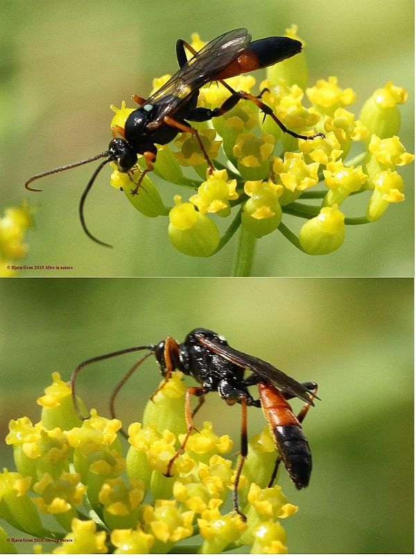 Ichneumon phaeostigmus (Ichneumon phaeostigmus)