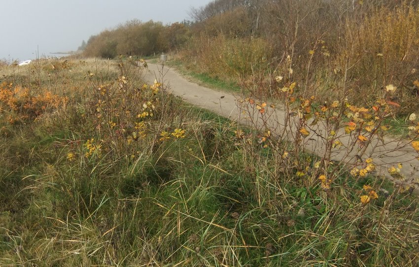 Engelsk Poppel (Populus x generosa)