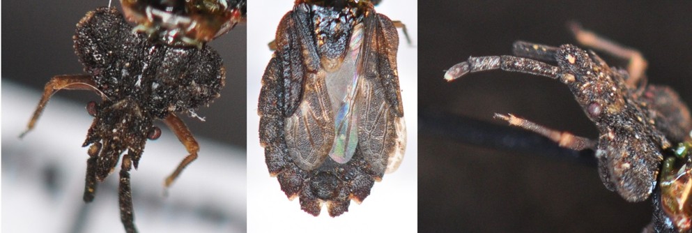 Mørk Barktæge (Aradus betulinus)