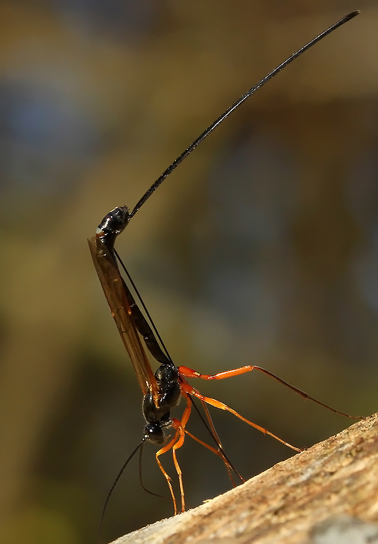 Pimplinae ubest. (Pimplinae indet.)