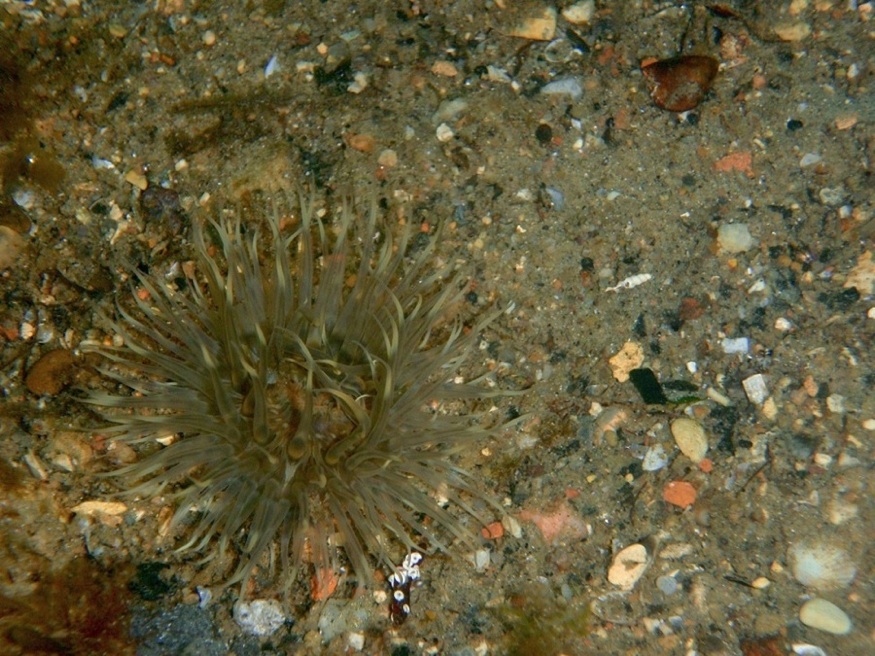 Sagartia elegans (Sagartia elegans)