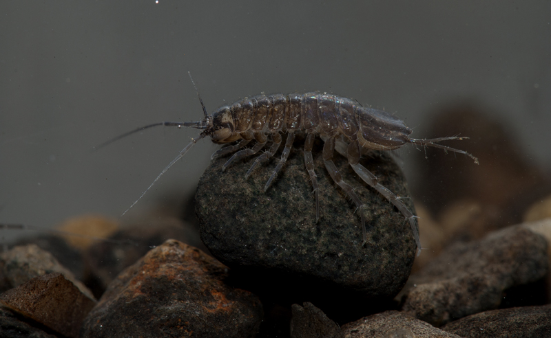 Vandbænkebider (Asellus aquaticus)