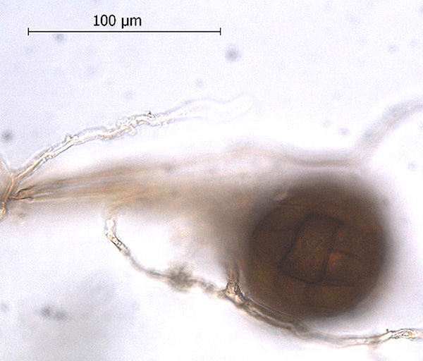 Krum Skævkapsel (Dicranella schreberiana)