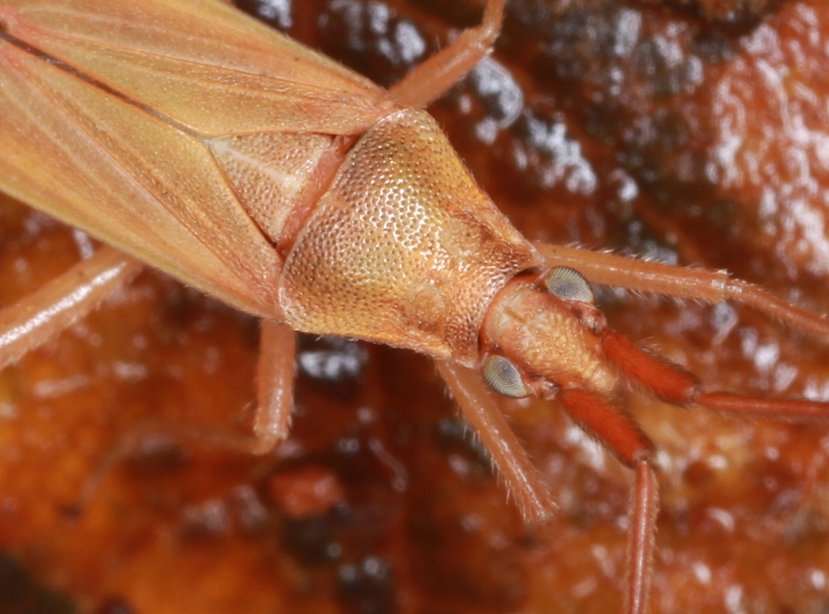 Rødlig Græstæge (Stenodema virens)