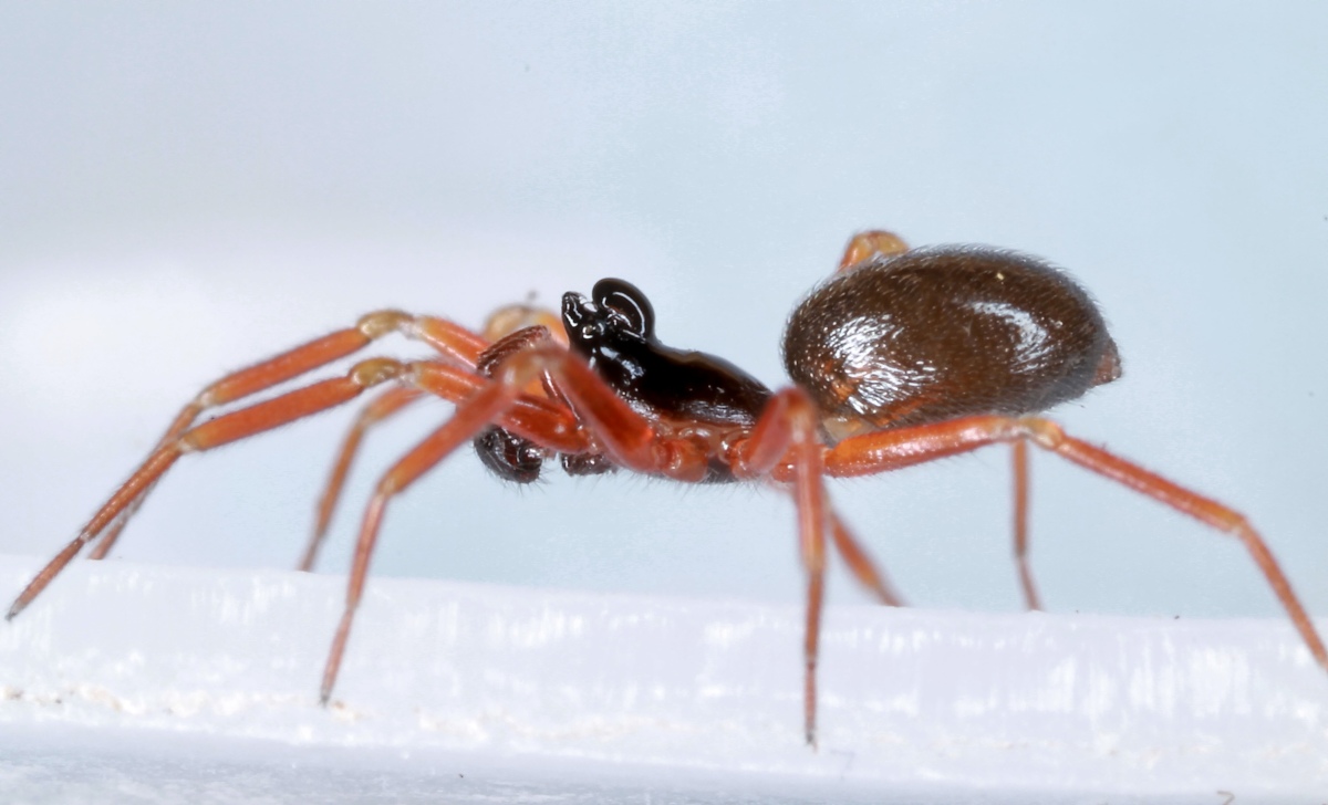 Walckenaeria cucullata (Walckenaeria cucullata) Naturbasen