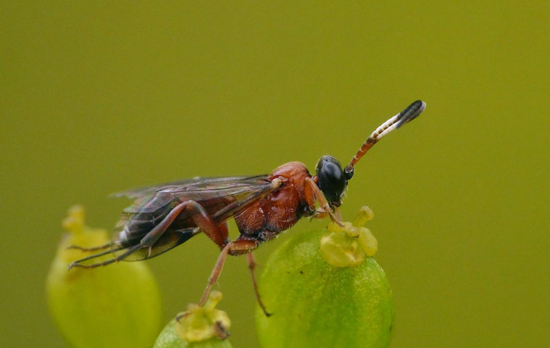 Aptesis flagitator (Aptesis flagitator)
