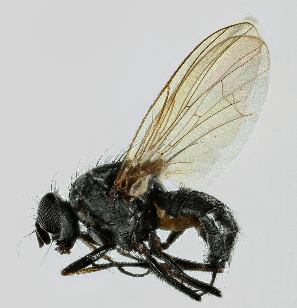 Emmesomyia socia (Emmesomyia socia)