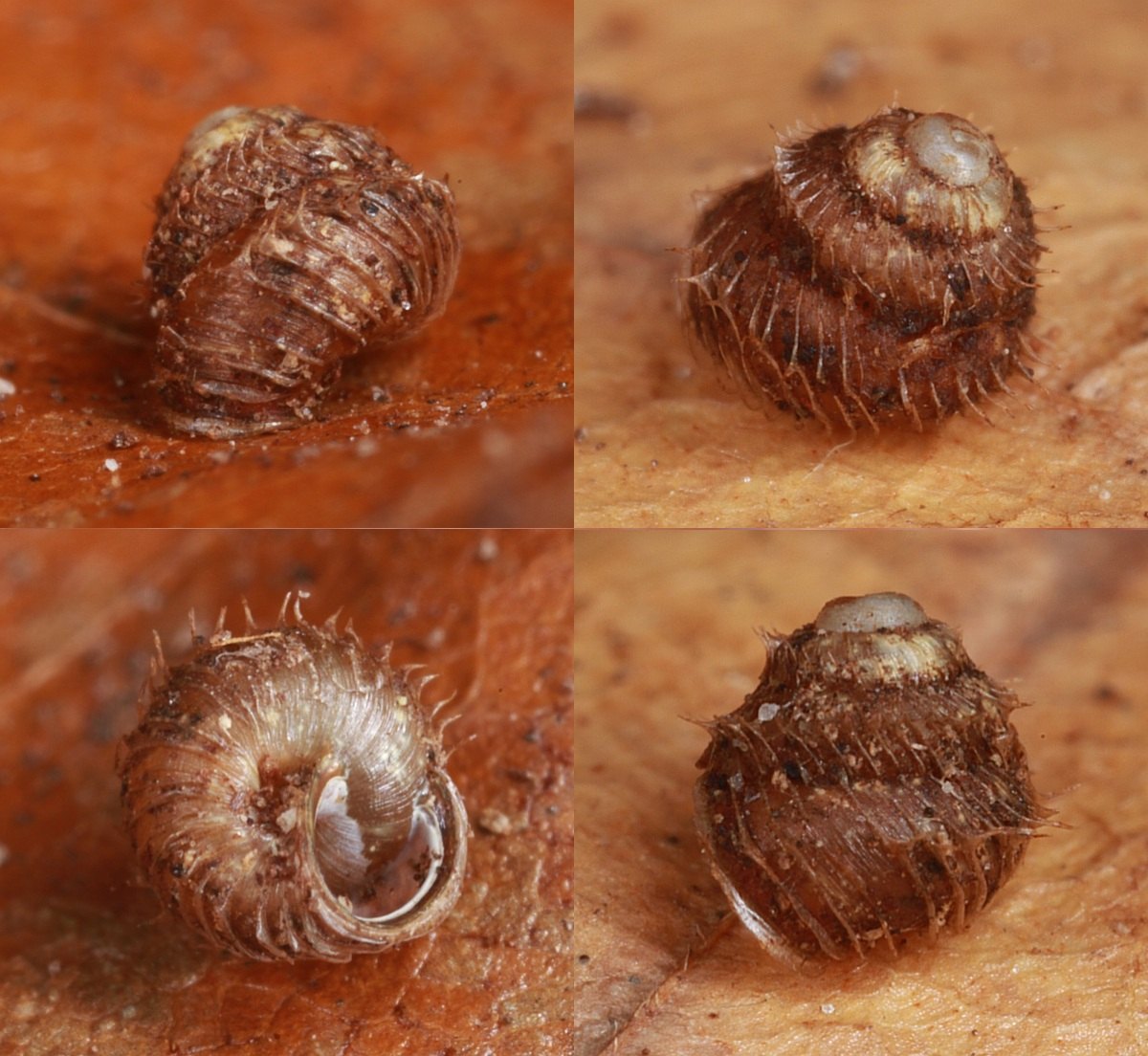 Kronesnegl (Acanthinula aculeata)