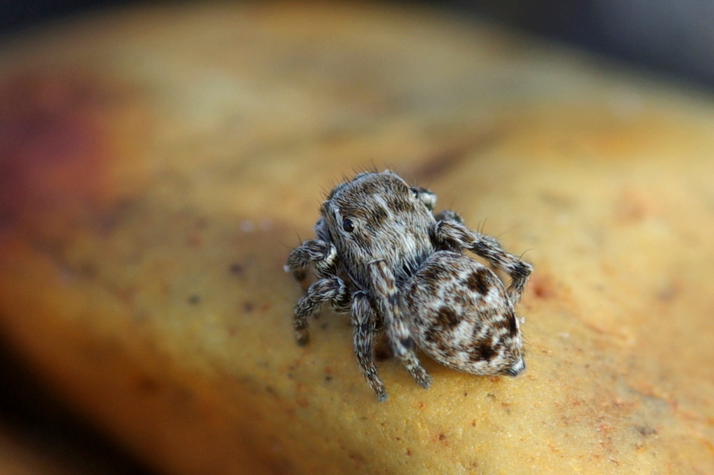 Attulus zimmermanni (Attulus zimmermanni)