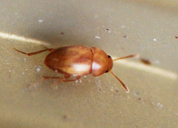 Nargus sp. (Nargus sp.)