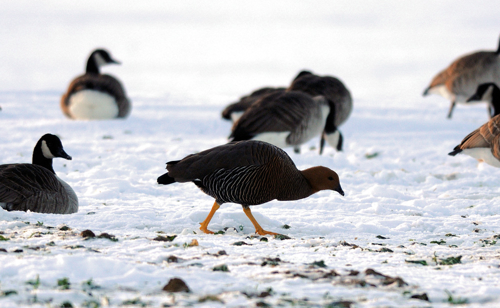 Magellangås (Chloephaga picta)
