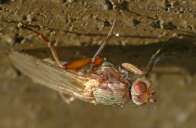 Schroederella iners (Schroederella iners)