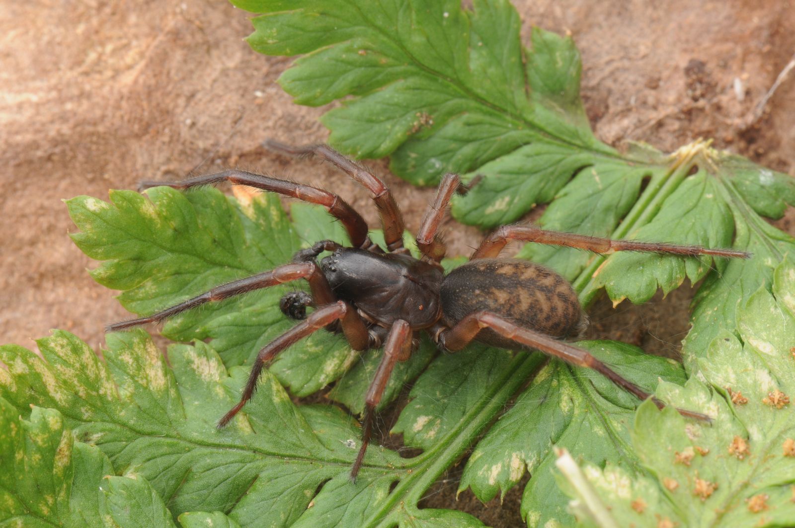 Coelotes atropos (Coelotes atropos)