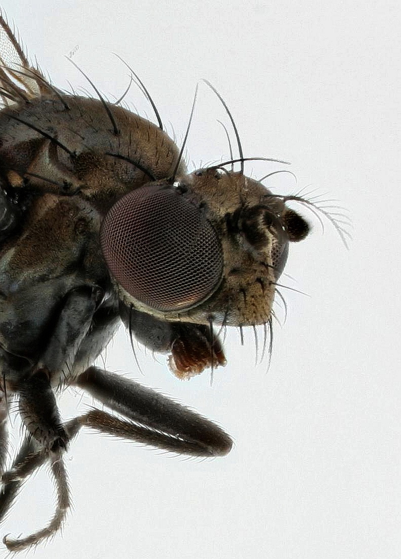 Coenia curvicauda (Coenia curvicauda)