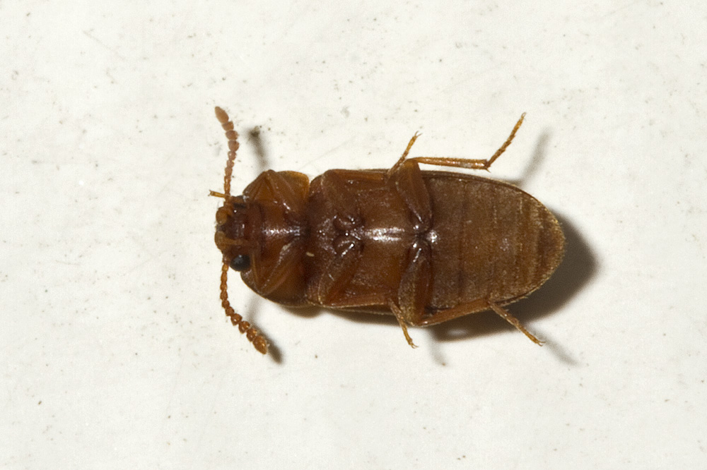 Mycetophagus populi (Mycetophagus populi)
