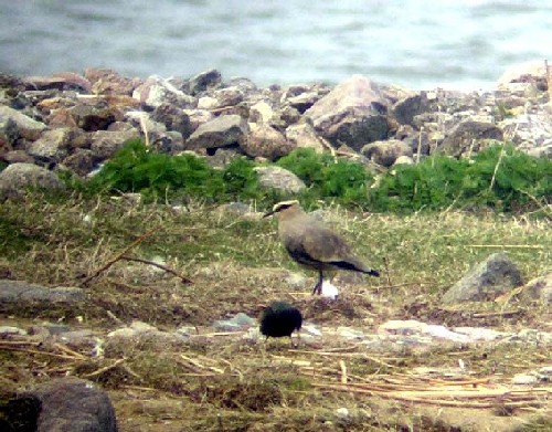 Steppevibe (Vanellus gregarius)