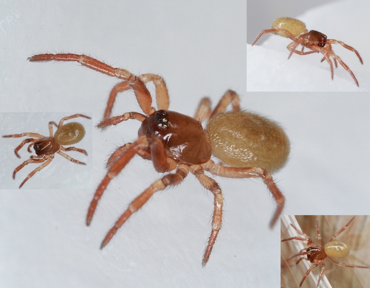 Robertus scoticus (Robertus scoticus)