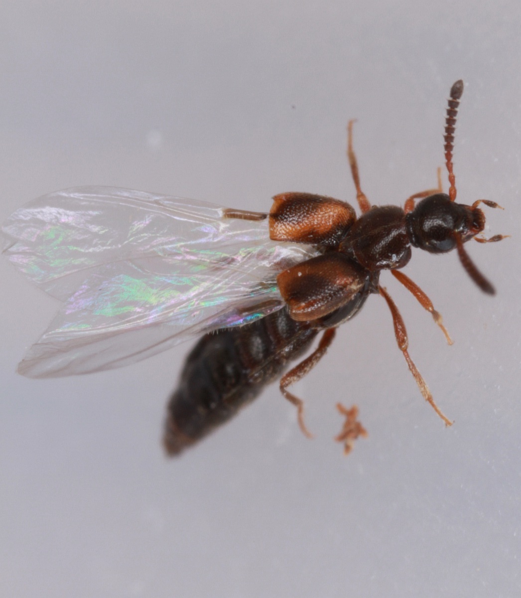 Bolitochara sp. (Bolitochara sp.)