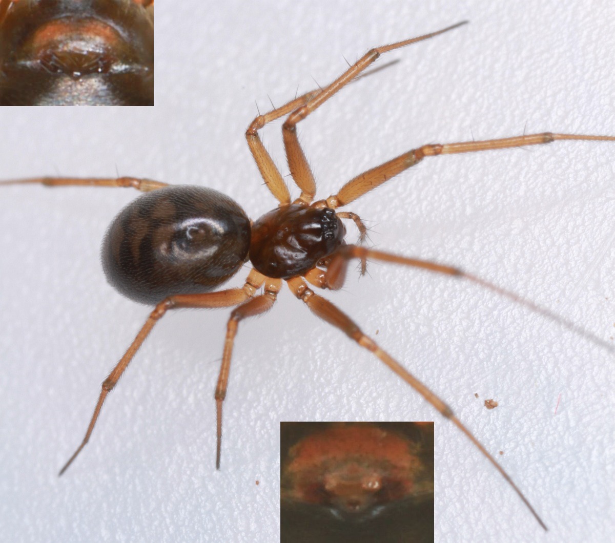 Bathyphantes approximatus (Bathyphantes approximatus)