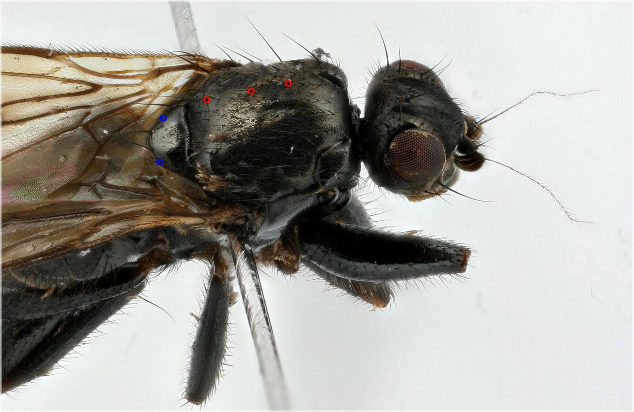 Crumomyia notabilis (Crumomyia notabilis)