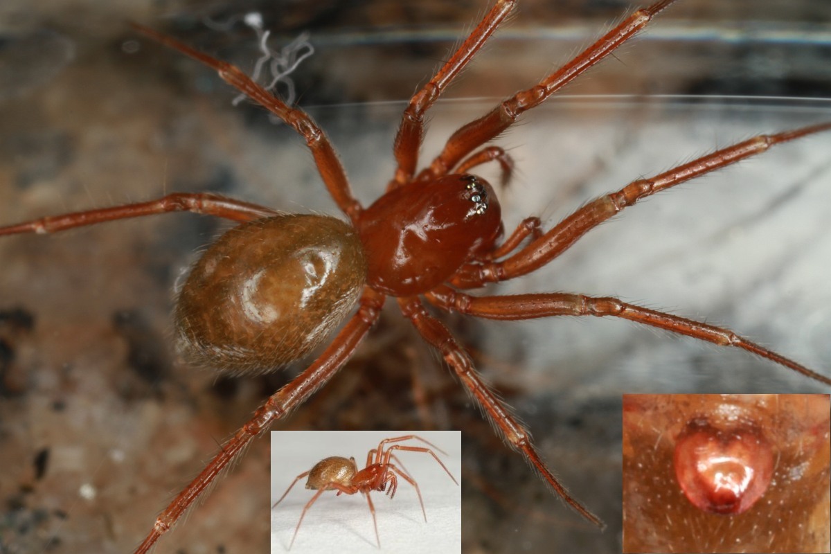 Saaristoa abnormis (Saaristoa abnormis)