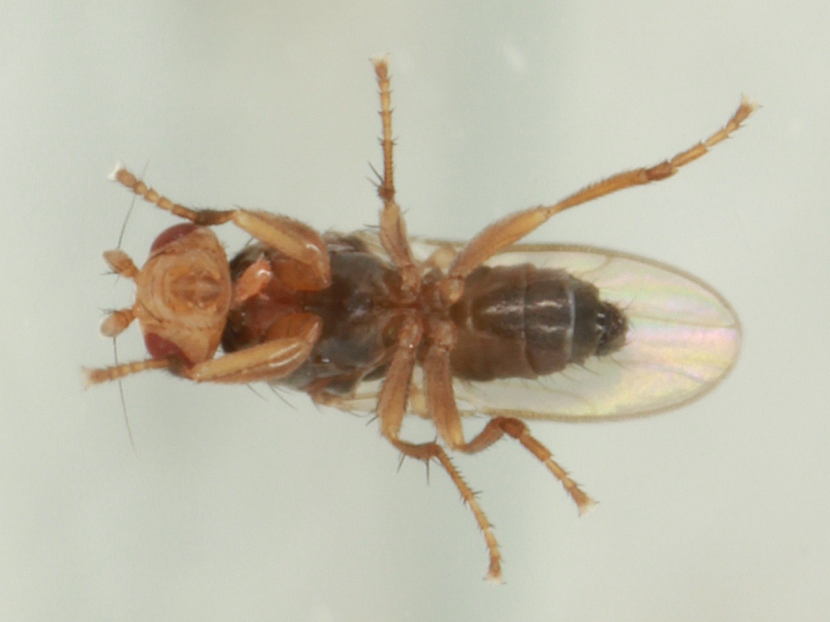 Spelobia ochripes (Spelobia ochripes)