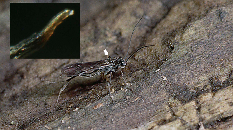 Agriotypus armatus (Agriotypus armatus)