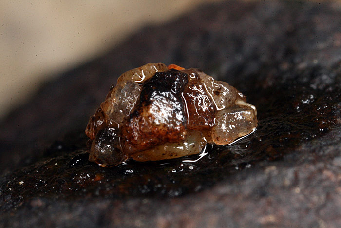 Agapetus fuscipes (Agapetus fuscipes)