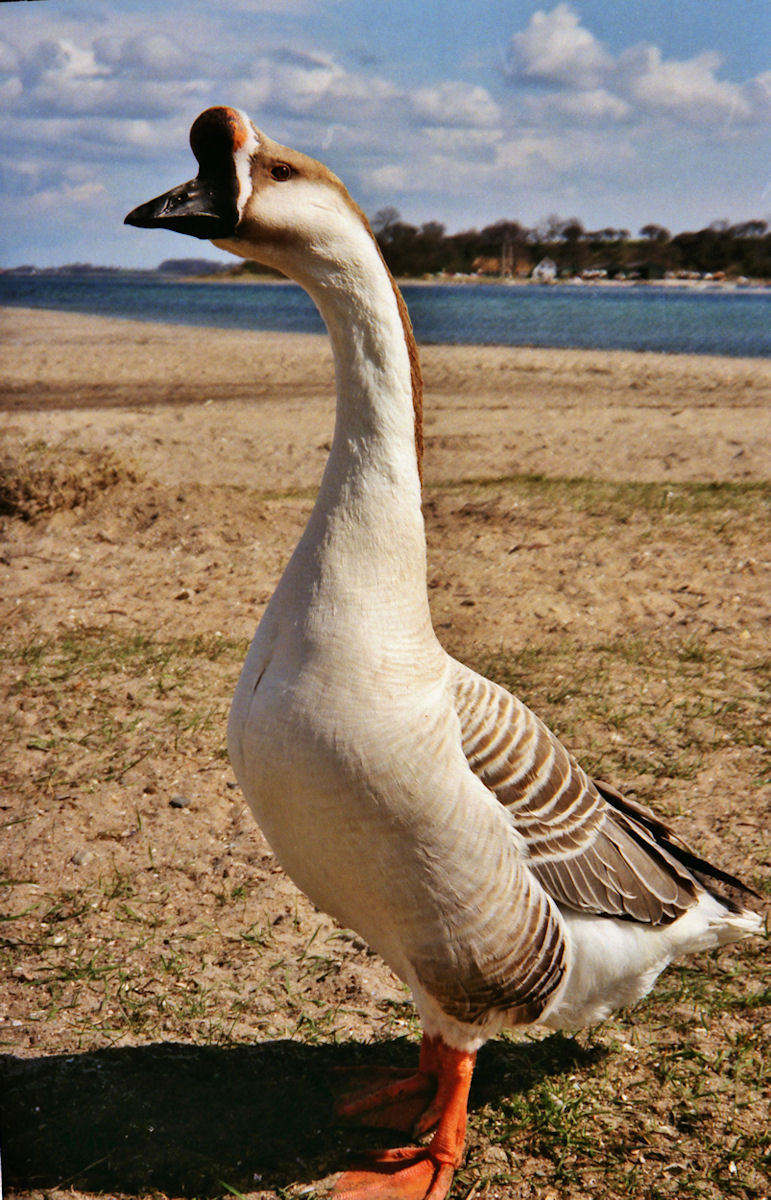 Svanegås (Anser cygnoides)