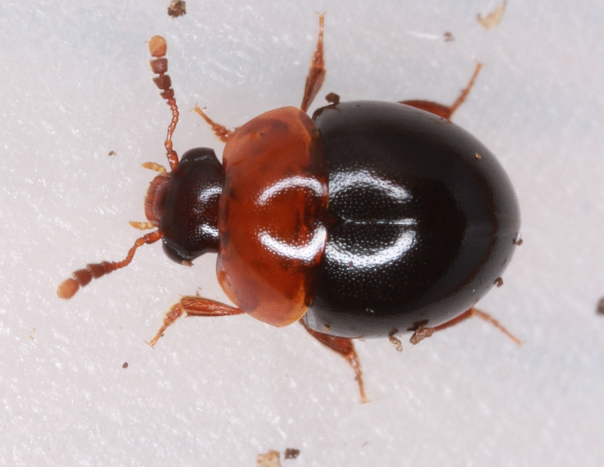 Amphicyllis globus (Amphicyllis globus)