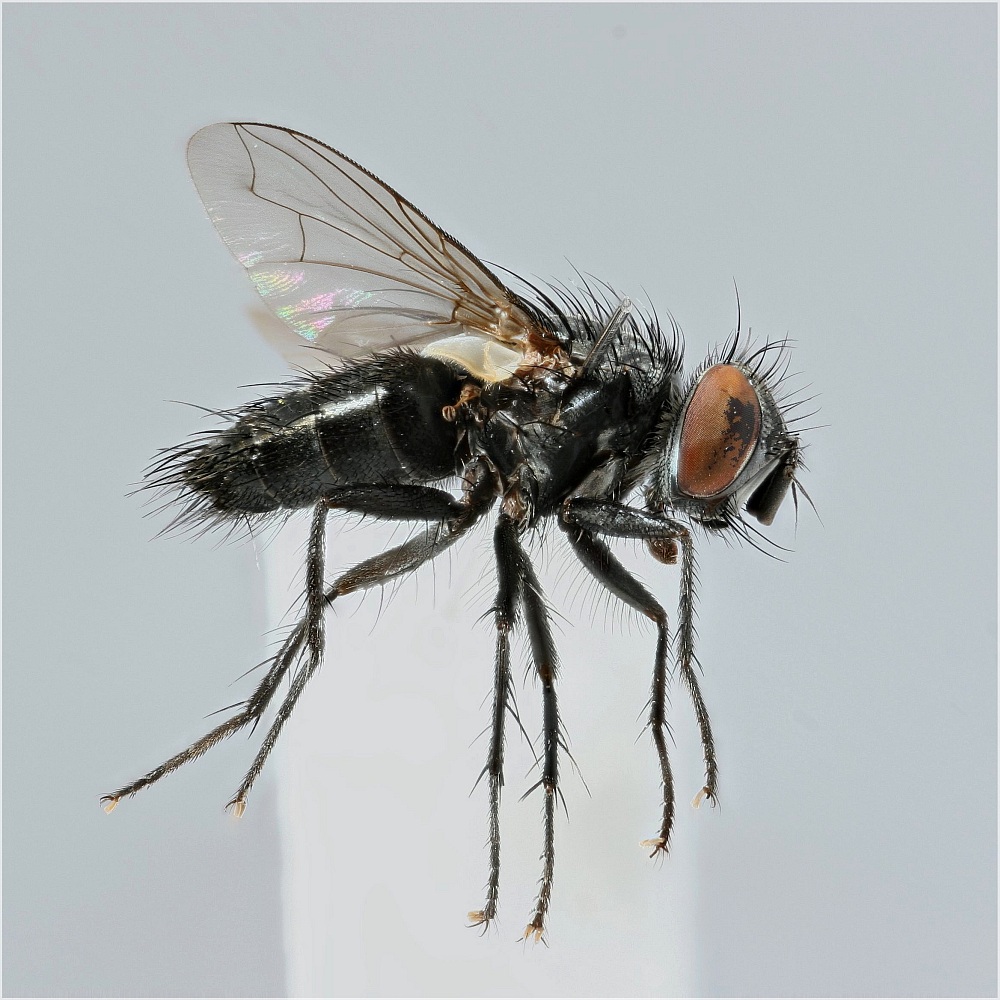 Platymya fimbriata (Platymya fimbriata)