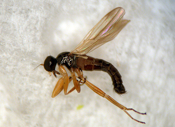 Tachydromia terricola (Tachydromia terricola)