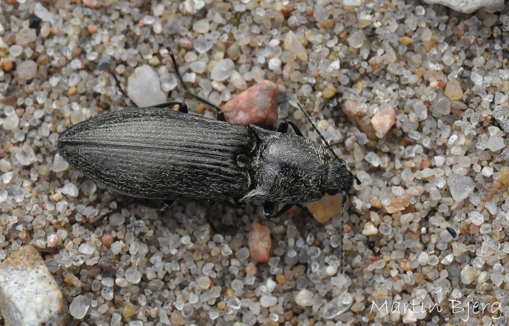 Fyrresmælder (Paraphotistus impressus)