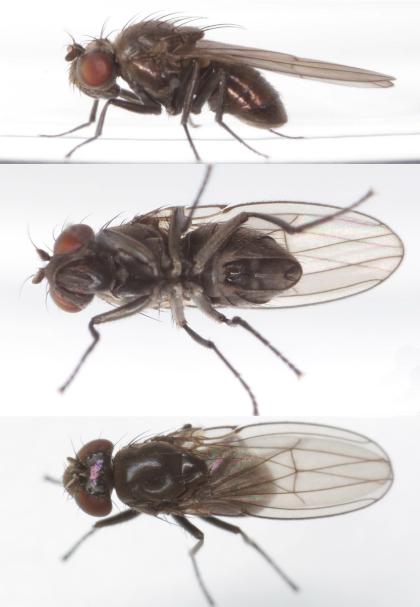 Coenia palustris (Coenia palustris)