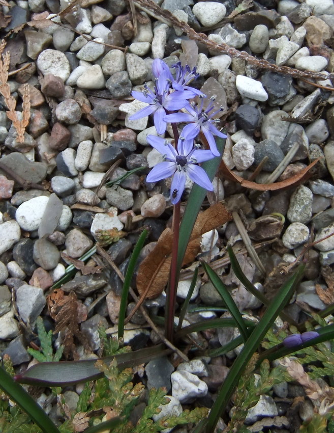 Tobladet Skilla (Scilla bifolia)