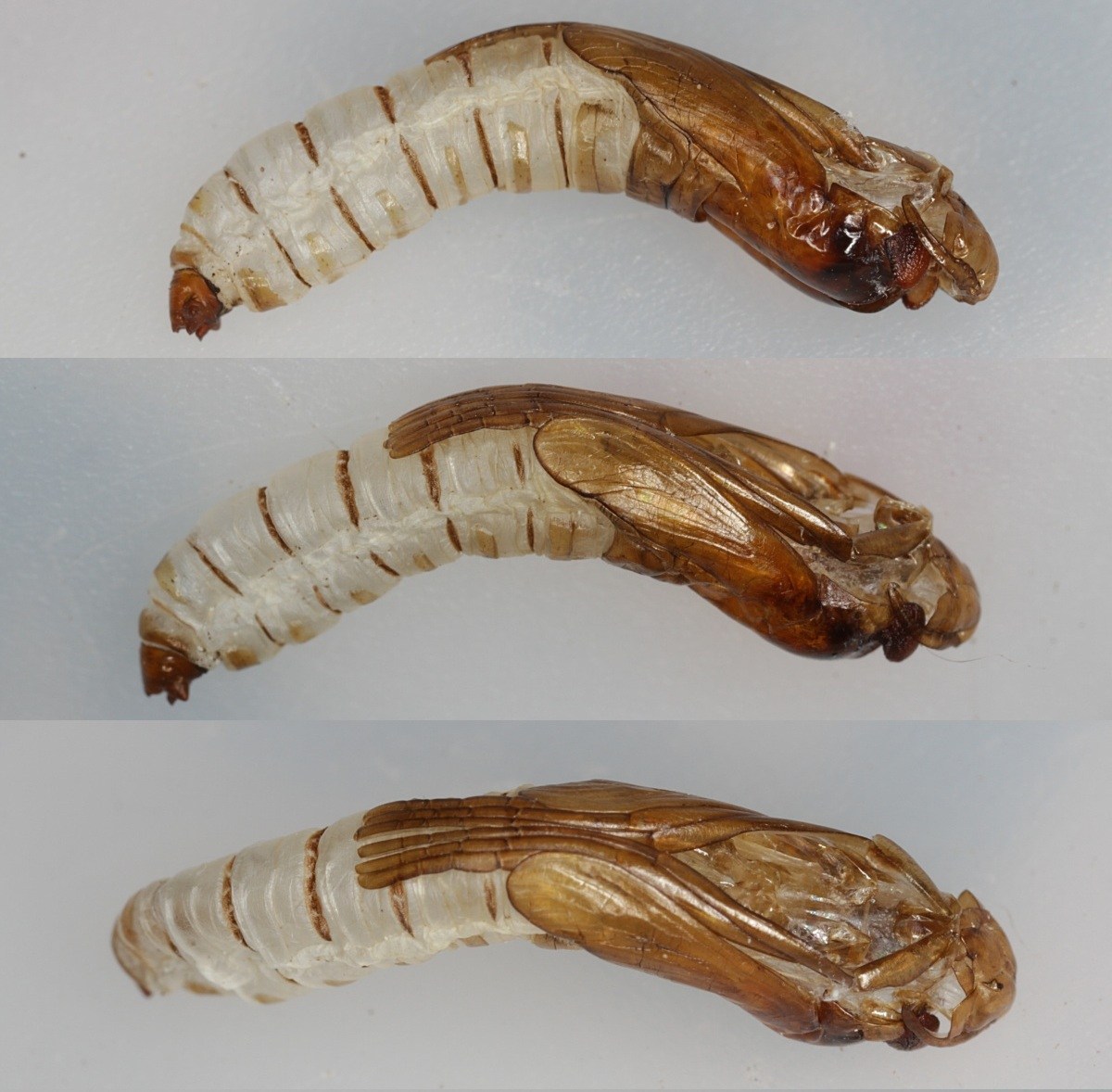 Metalimnobia quadrimaculata (Metalimnobia quadrimaculata)