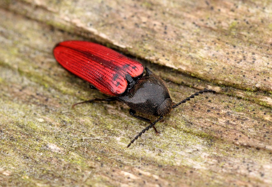 Avnbøg-Skovsmælder (Ampedus quercicola)