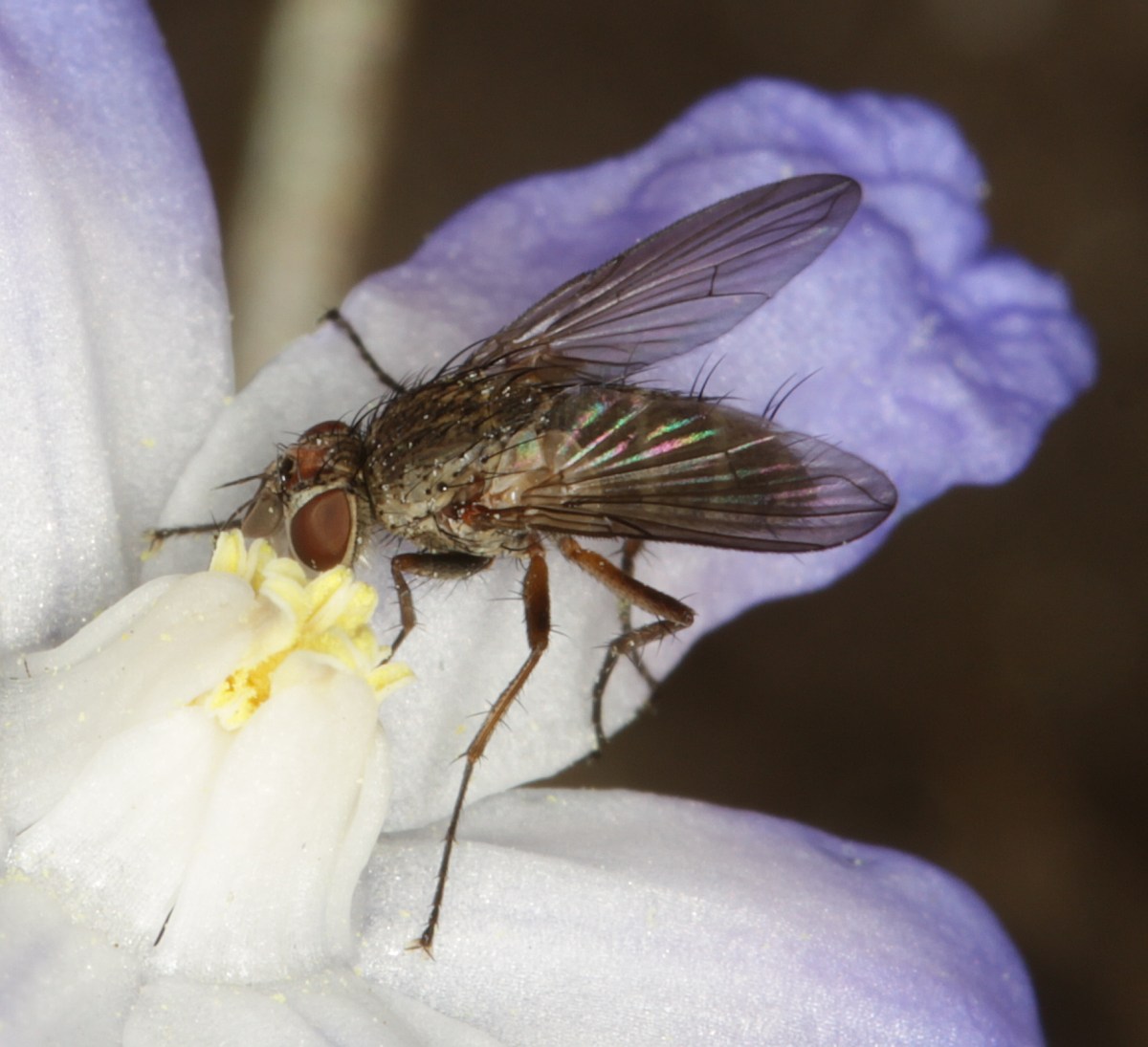 Siphona ingerae (Siphona ingerae)