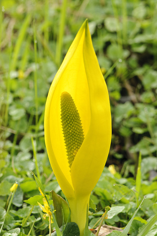 Gul Kæmpekalla (Lysichiton americanus)