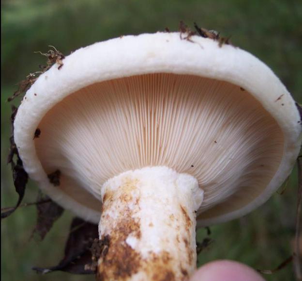 Hvidfiltet Mælkehat (Lactarius vellereus)